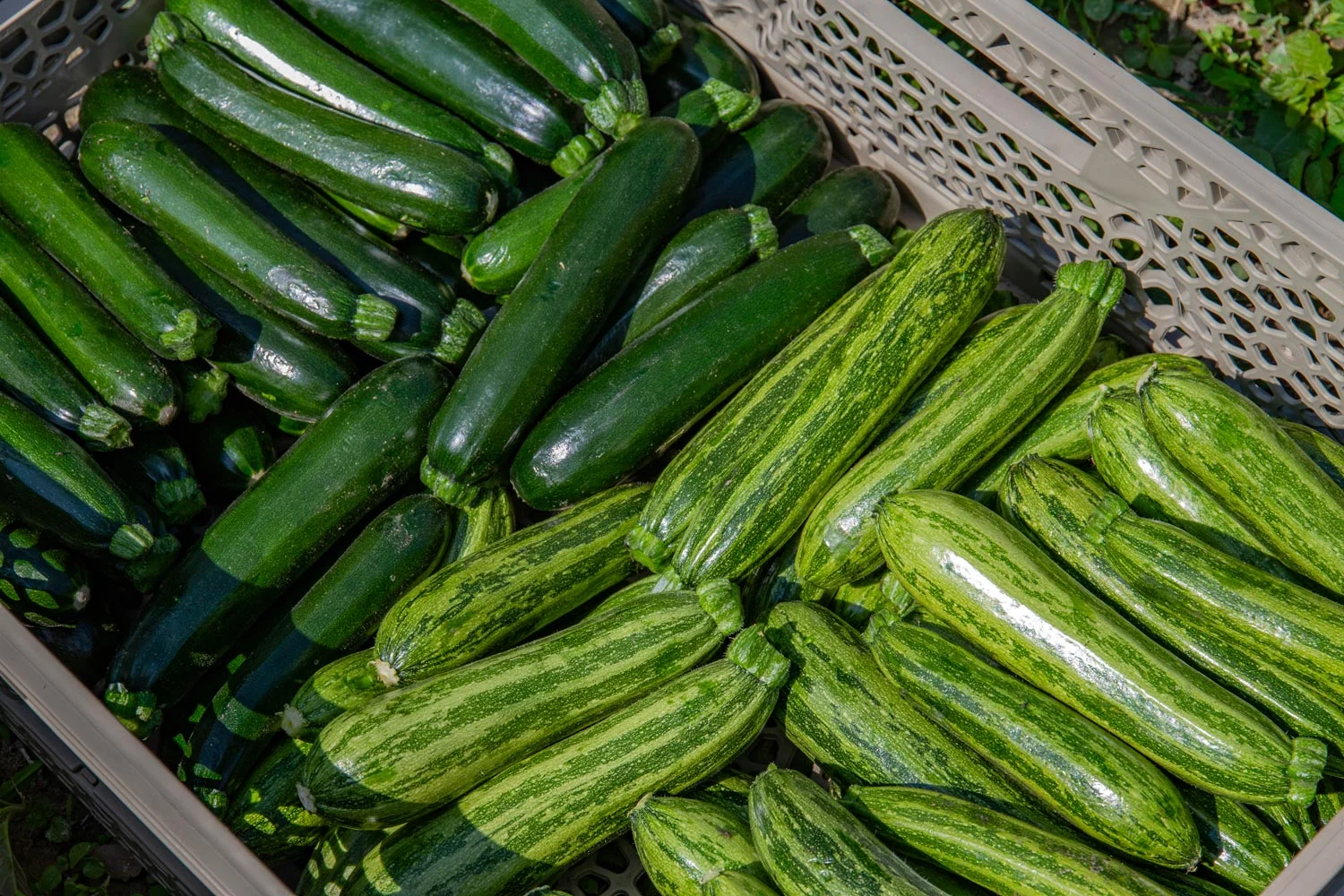 Il ritmo delle stagioni in agricoltura